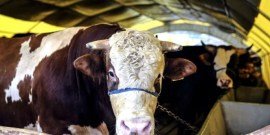 Kurban Satış Merkezi Açıldı